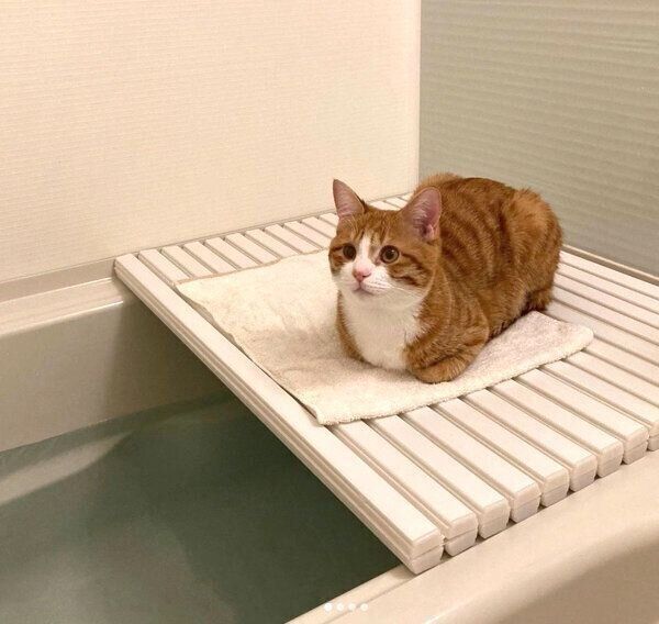 お風呂のフタの上でまったりするいなりくん