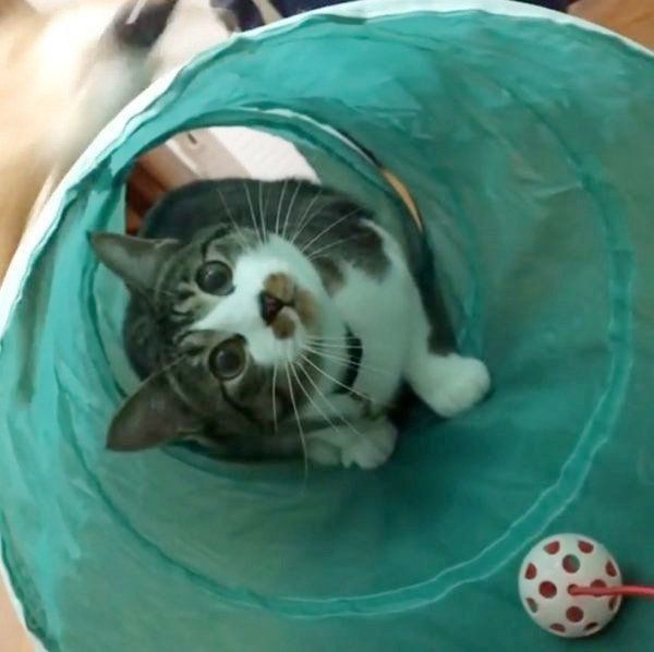 キャットトンネルで遊ぶ猫