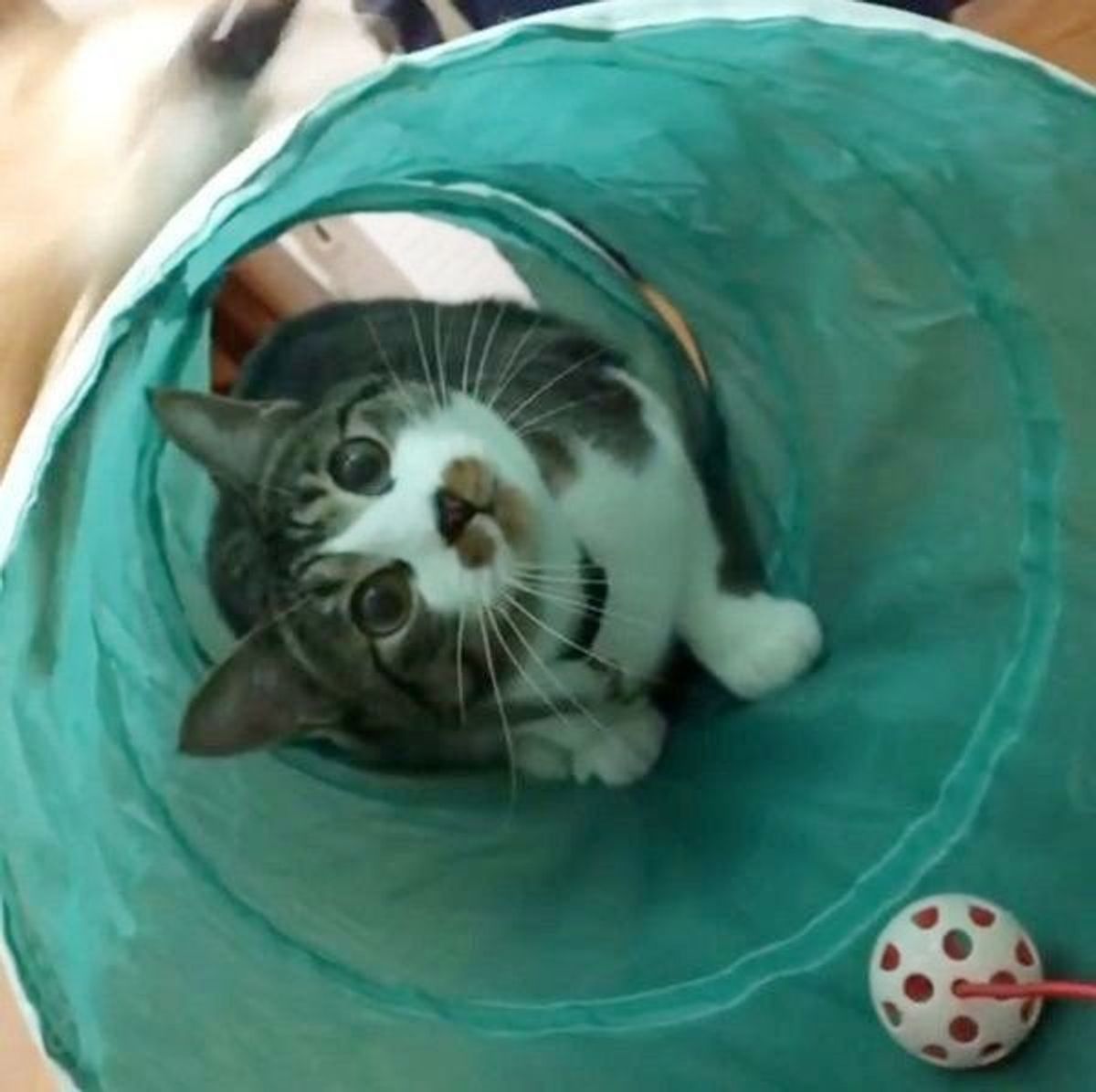 まさにニャンコが好きそう フライングタイガーでgetしたい 猫グッズ ねこのきもちweb Magazine まさにニャンコが好きそう フライングタイガーでgetしたい 猫グッズ ねこのきもちweb Magazine