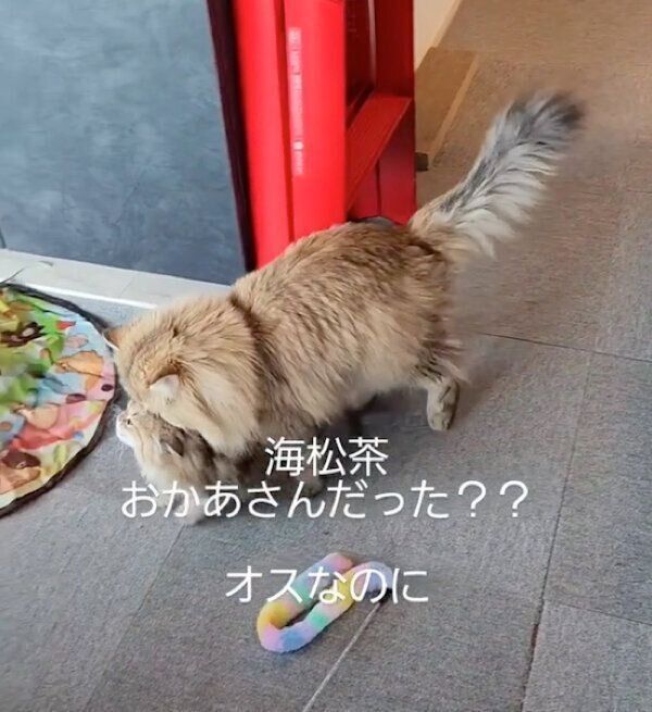 鹿の子ちゃんのことをリビングに連れ戻す海松茶くん