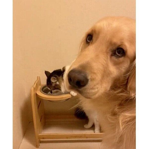 独特な水の飲み方をするさんちゃんと、順番待ちをするまるくん