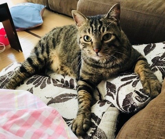 獣医師が解説 猫にコーヒーはng 起こる中毒症状と対処方法とは ねこのきもちweb Magazine