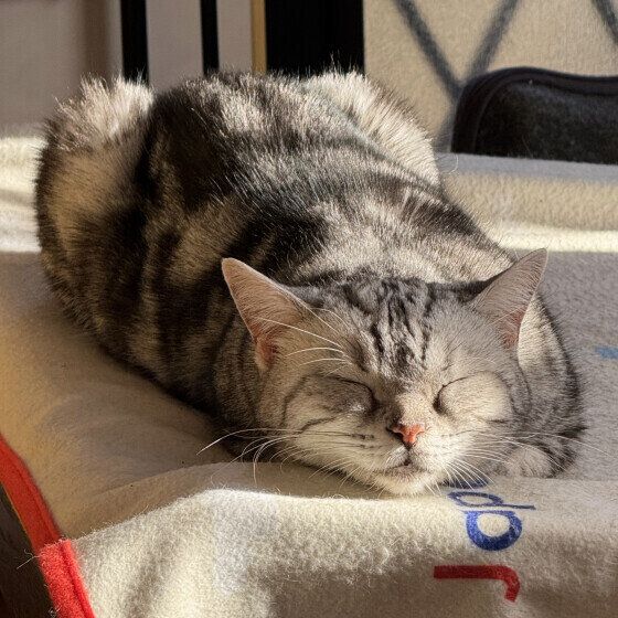 アメリカンショートヘアのソランちゃん