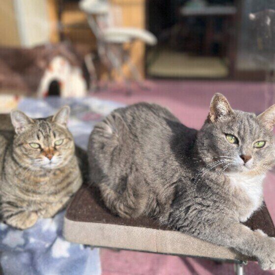 MIXグレーのトモちゃん