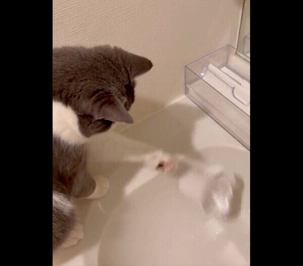 コップを倒すおにぎりくん