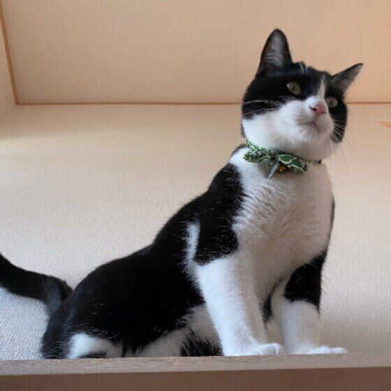 キメ顔のこんぶごはんちゃん