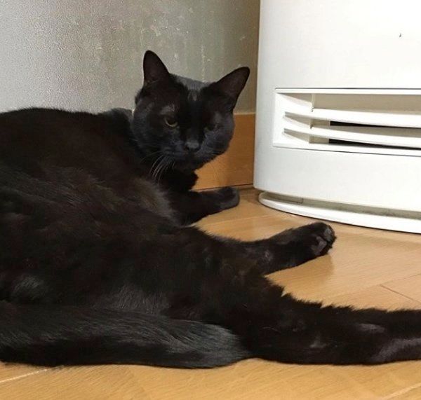 ヒーターであたたまる黒猫