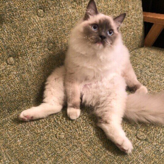 人のように座る米丸くん