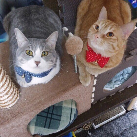 茶トラのれもんちゃん