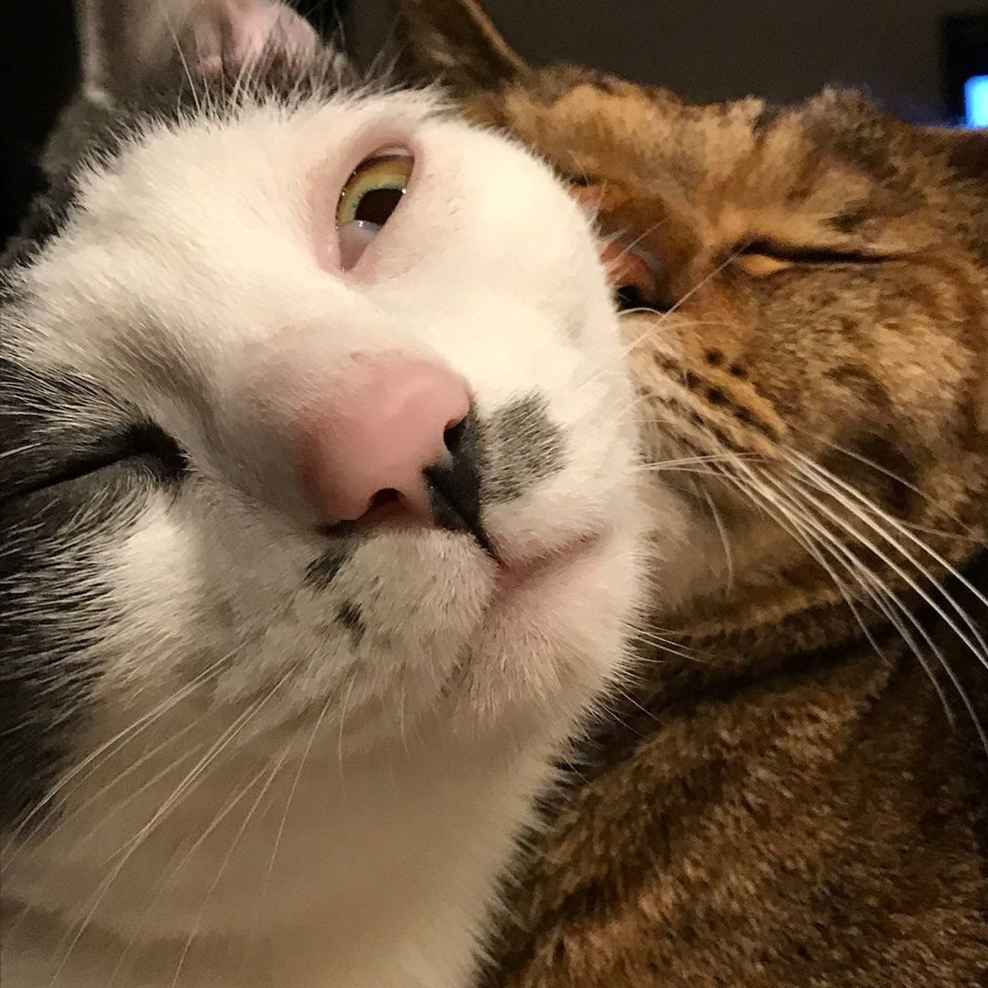 Instagramで見つけた 猫たちの爆笑 ほっこりな 変顔 7連発 ねこのきもちweb Magazine Instagramで見つけた 猫たちの爆笑 ほっこりな 変顔 7連発 ねこのきもちweb Magazine