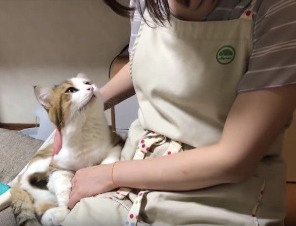 甘えるニャンコ