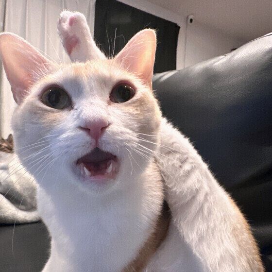 足あげフレーメン