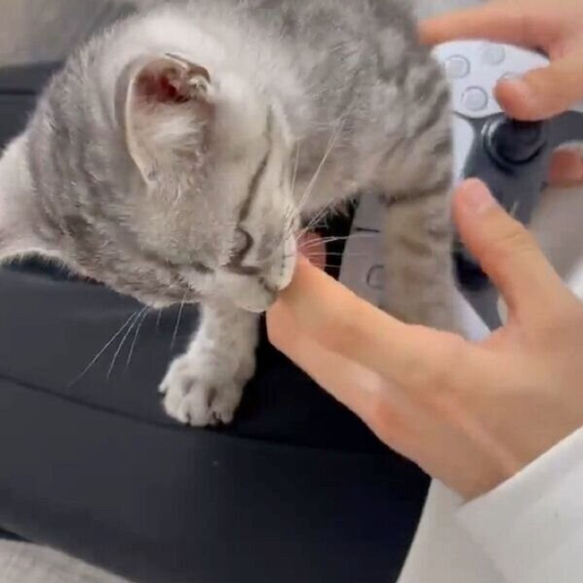 指をしゃぶりたい猫 と ゲームをしたい飼い主さん の熱い攻防戦 まさかの優しい結末にキュン ねこのきもちweb Magazine 指をしゃぶりたい猫 と ゲームをしたい飼い主さん の熱い攻防戦 まさかの優しい結末にキュン ねこのきもちweb Magazine