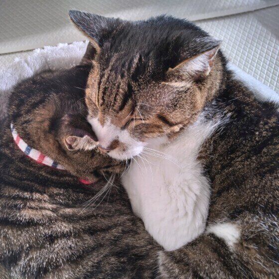 サバトラのみやおくんたち