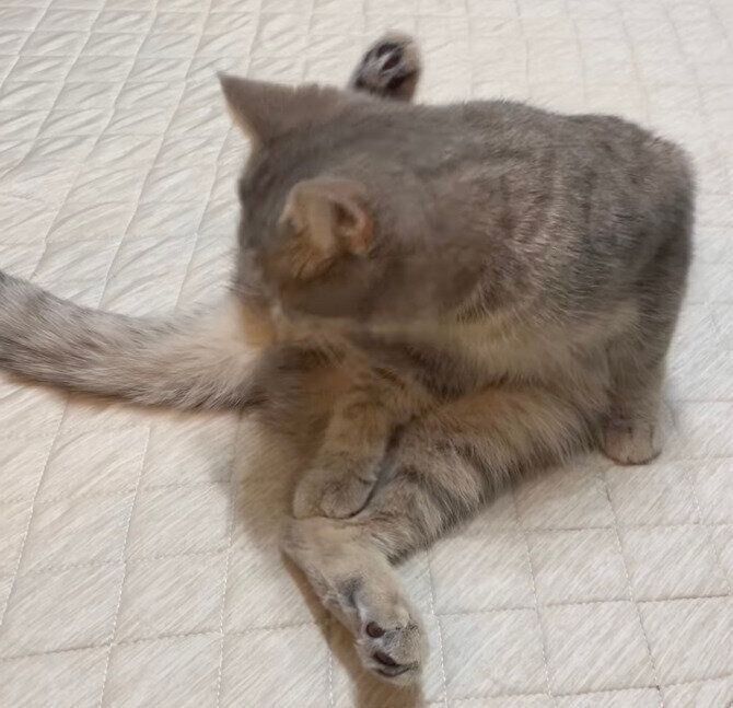 ニオイを嗅ぐマヨくん