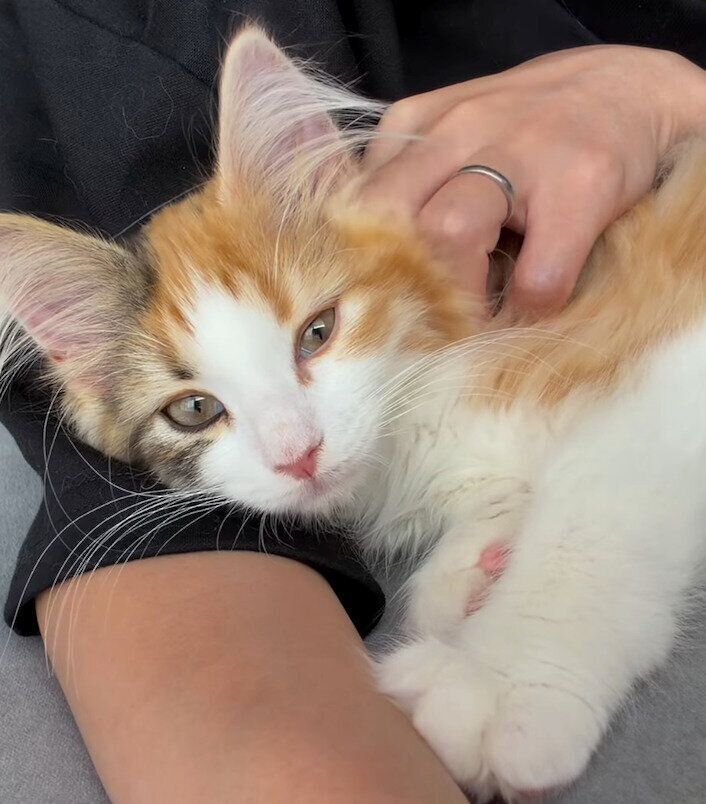 飼い主さんに甘えるむうちゃん