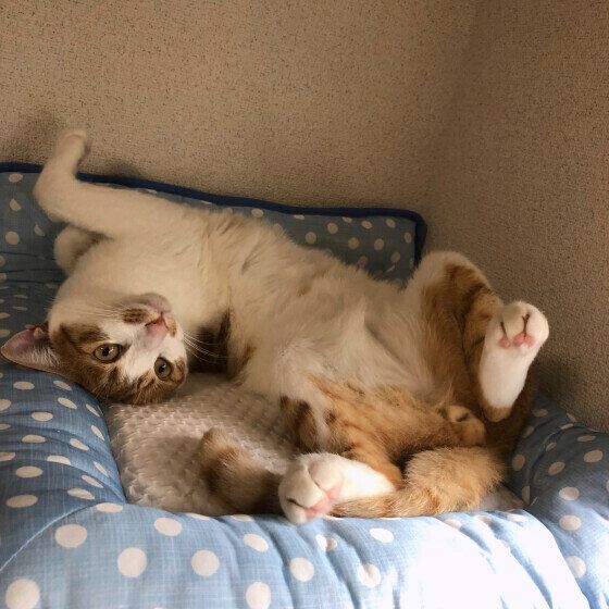 猫用のベッドで寝る茶白猫