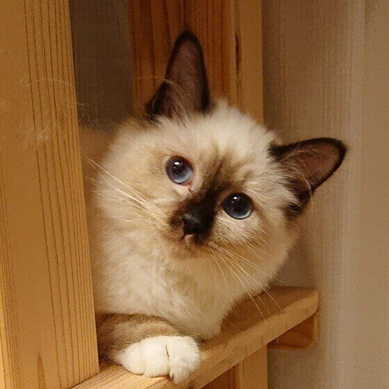 見つめるバーマン