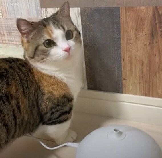 加湿器に興味津々♡