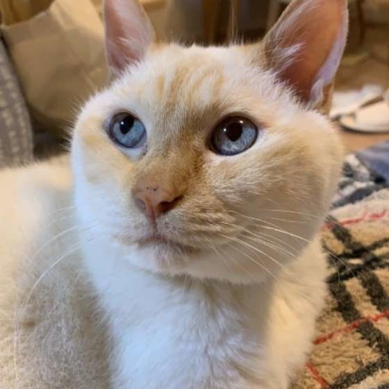 15才のシャムミックスのトムくん