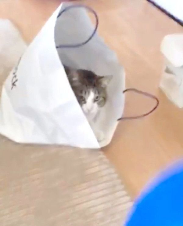 風船で遊ぶはるさめちゃん