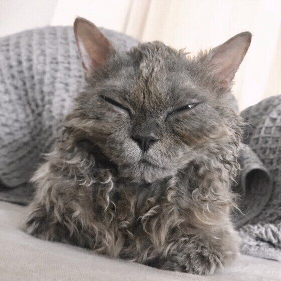 セルカークレックスのHERMESちゃん