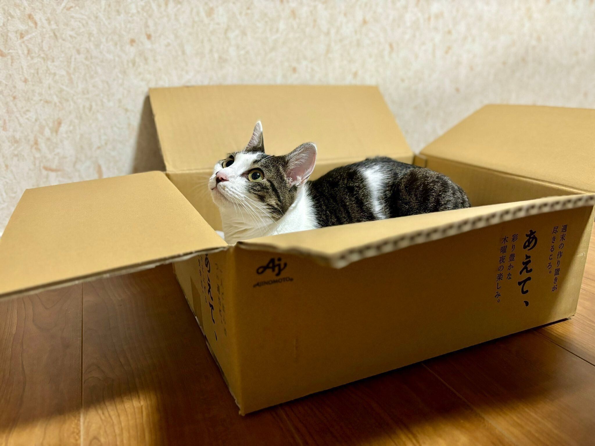 箱の中に入るしおちゃん