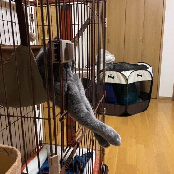 ケージでくつろぐブリティッシュショートヘア