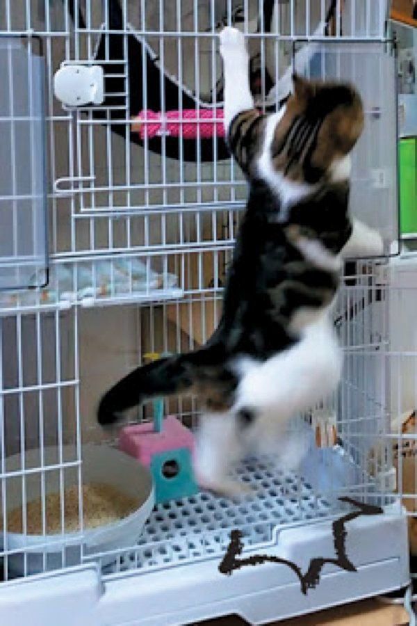 愛しき猫のふしぎ