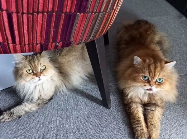 まったりする海松茶くん、凛々ちゃん