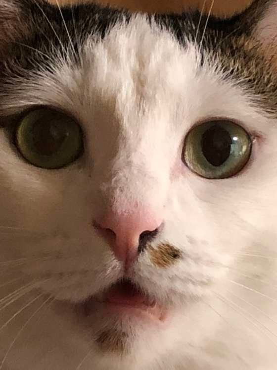 MIX黒×白もこちゃんのアップ