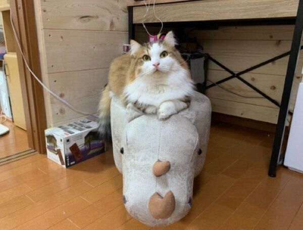 見つめる秀吉くん