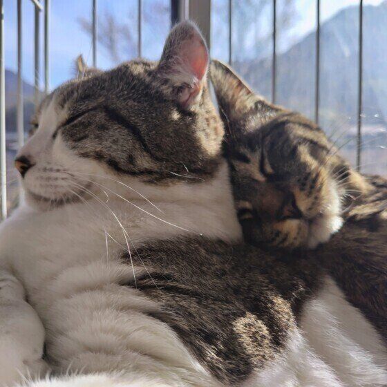 サバトラのハクちゃんたち