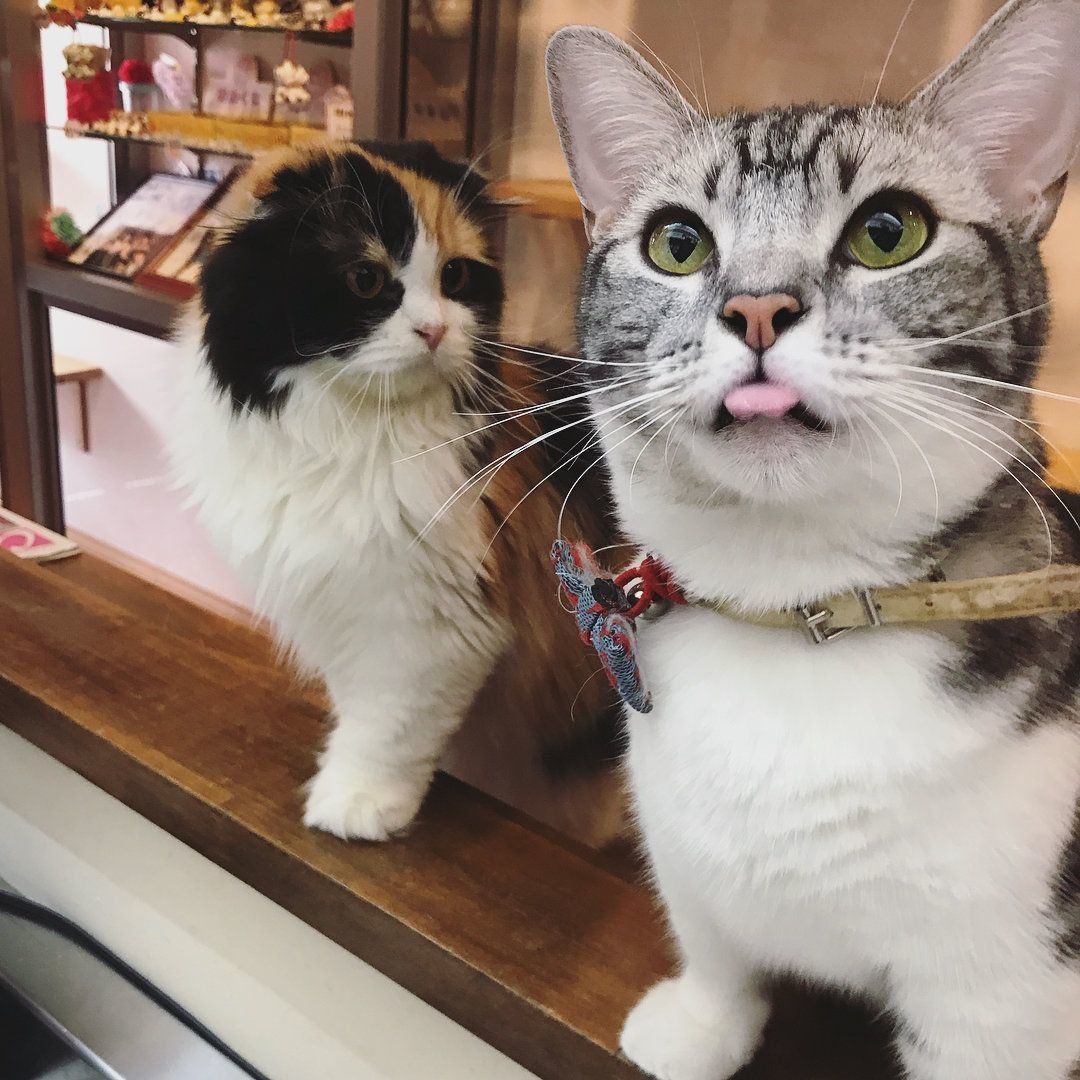 おやつをおねだりする猫たち