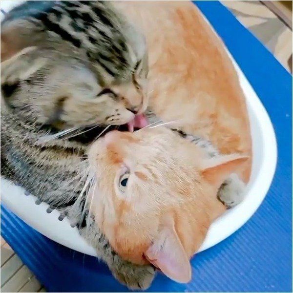 桶ドンニャンズ