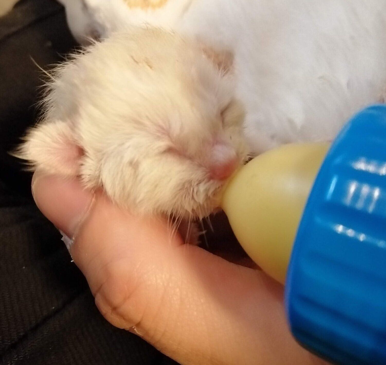 生後1週齢ごろの様子