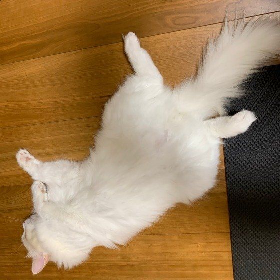 ヘソ天するラガマフィン