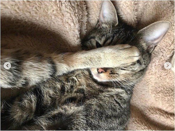 寝相が悪いニャンコ