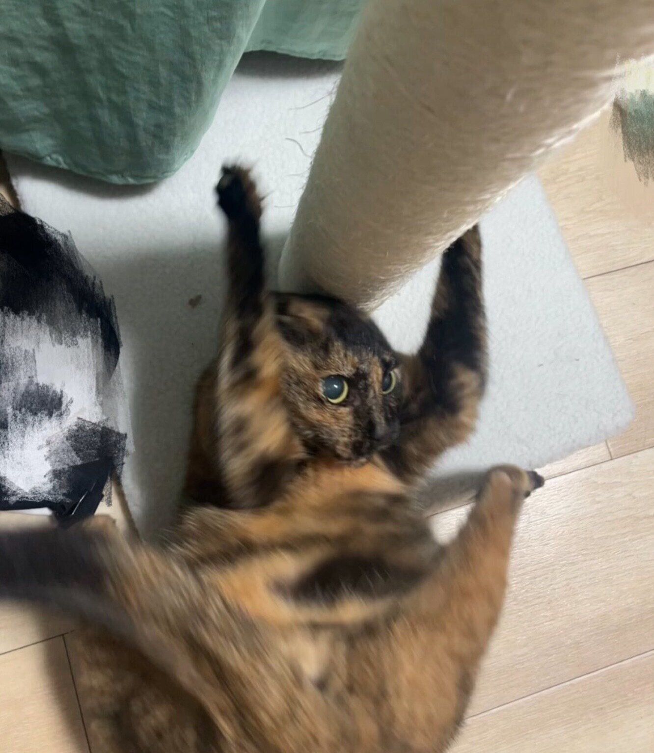 おもしろ可愛いポーズをするしゃけちゃん