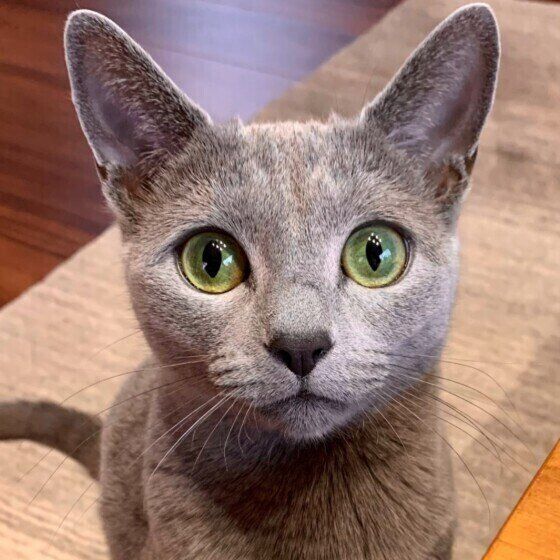 見つめるロシアンブルー