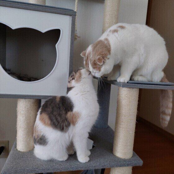 毛づくろいをするころんちゃん