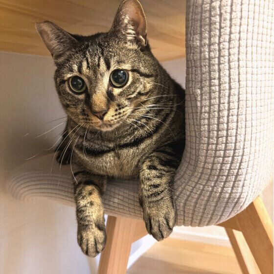 キジトラのまろくん