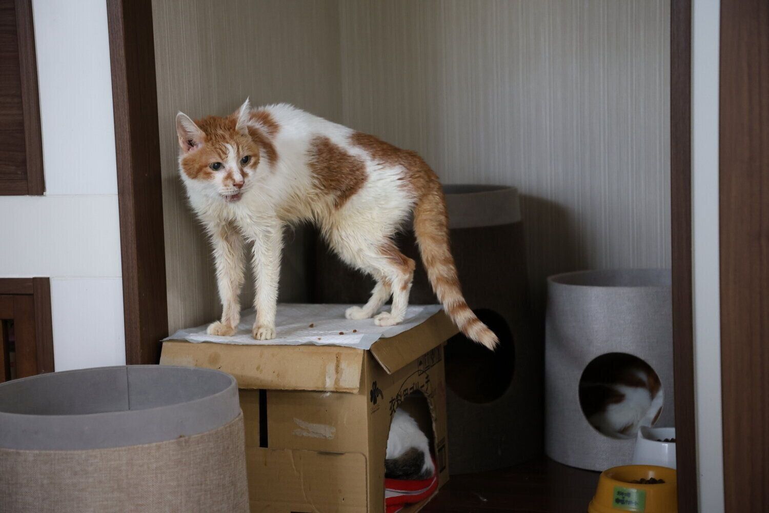 撮影／尾﨑たまき