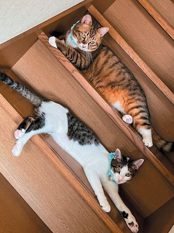 階段でくつろぐ2匹の猫
