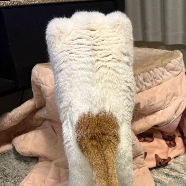 こたつが気になる菅田くん