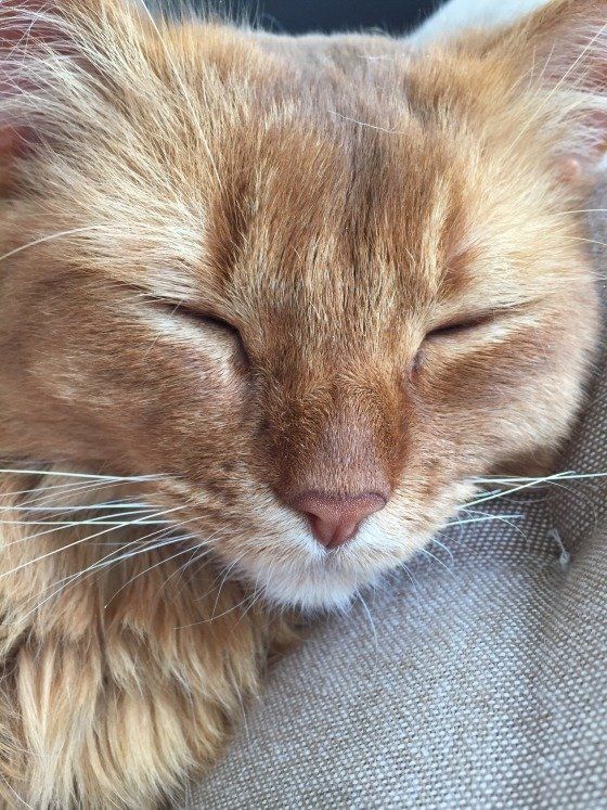 ウトウト眠るソマリ