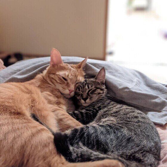 スリスリし合う茶トラMIXのふくくん