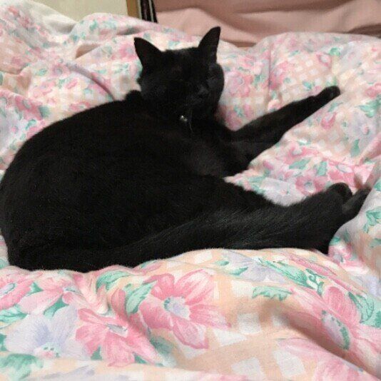 布団の上で眠る黒猫