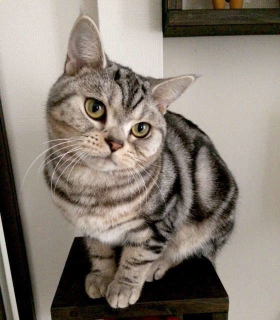 見つめるアメリカンショートヘア