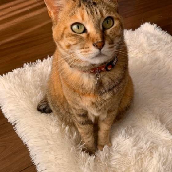 日本ネコのたるとちゃん